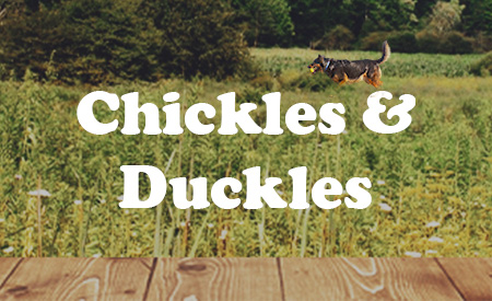 Chickles & Duckles